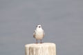 whiskered tern